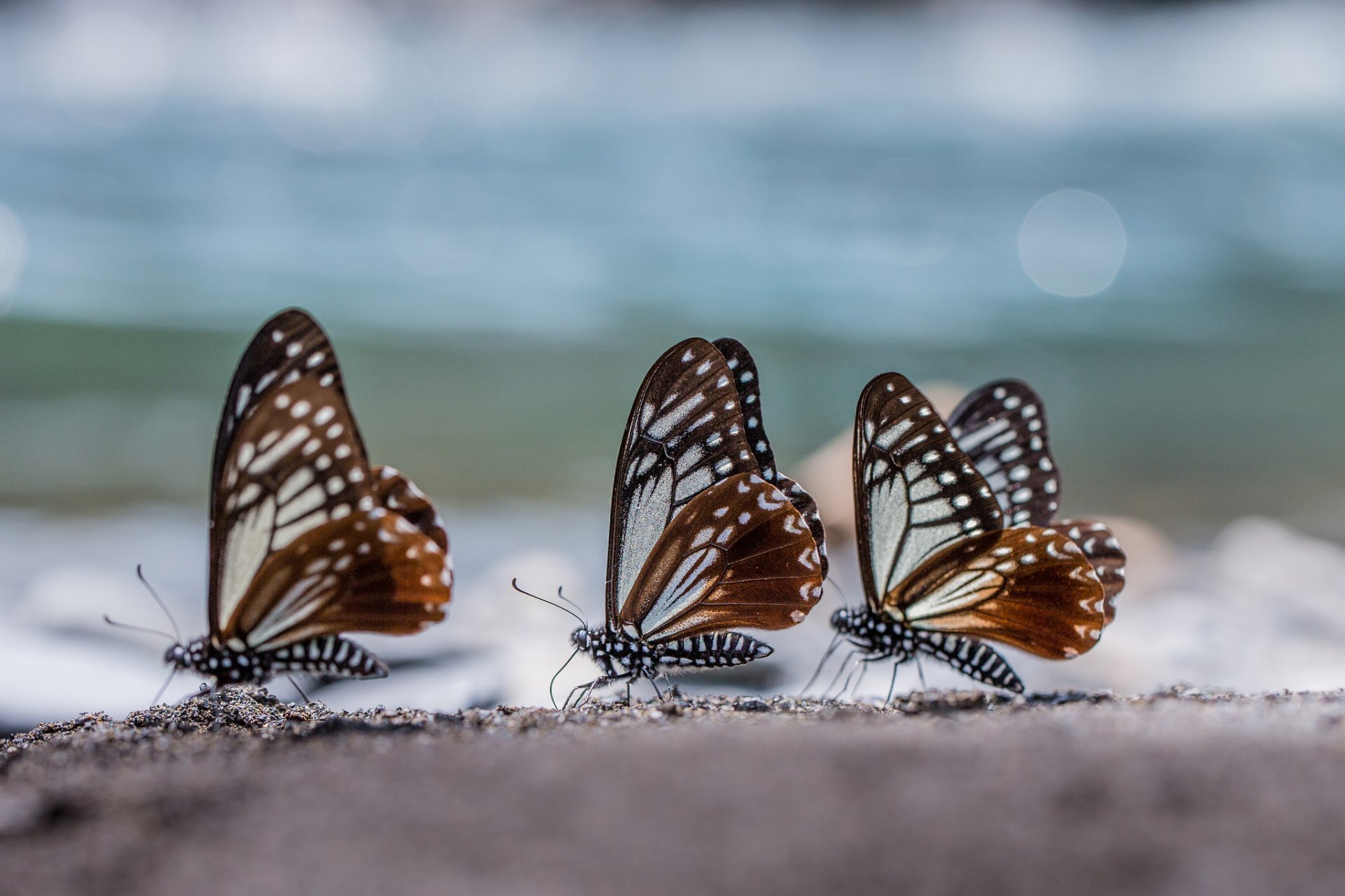 butterfly three trio close up reflection