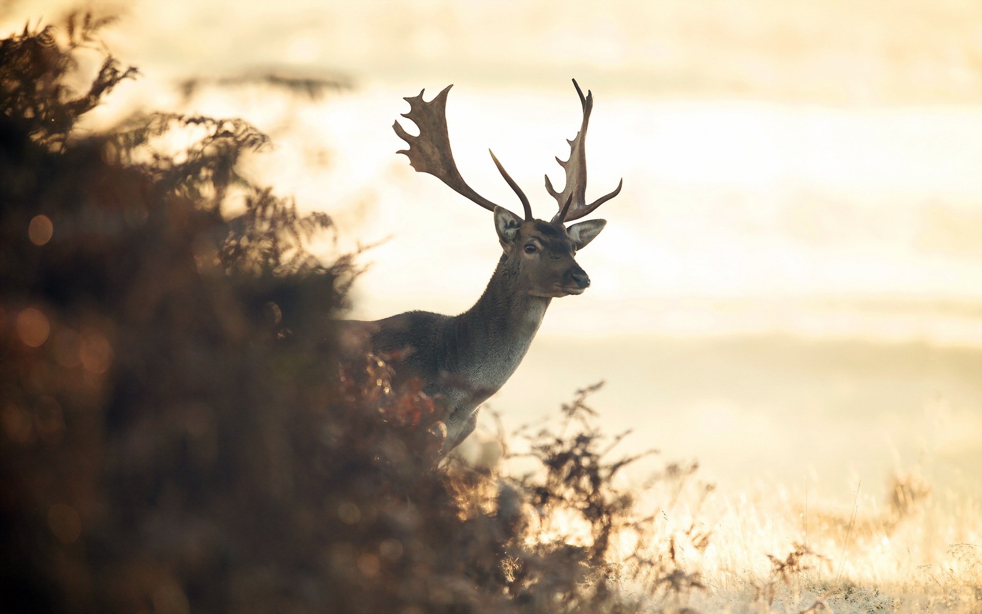 hirsch natur hintergrund