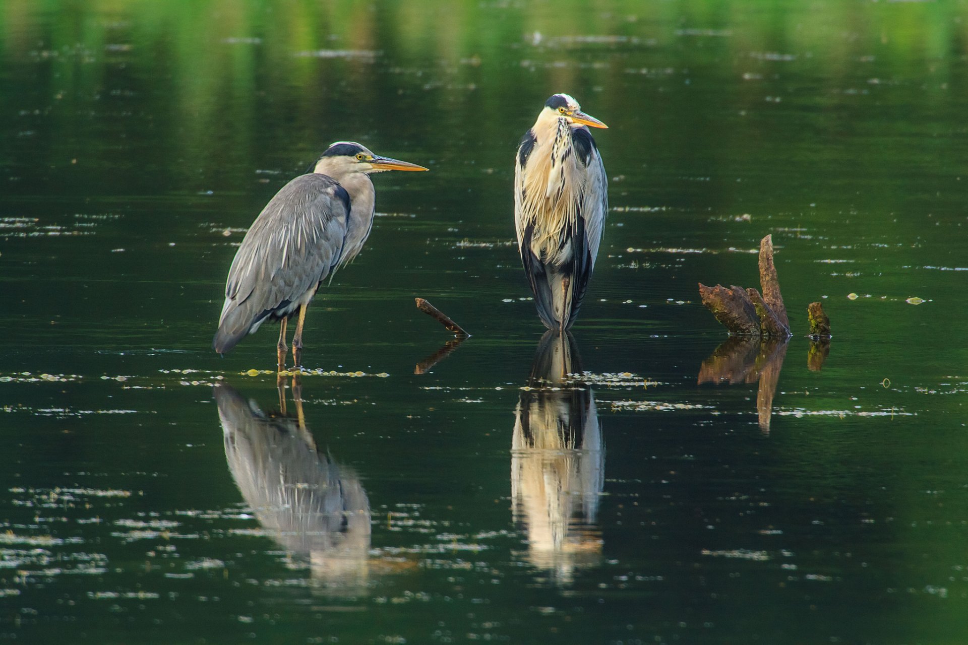 wasser teich treibholz vögel zwei reiher grau