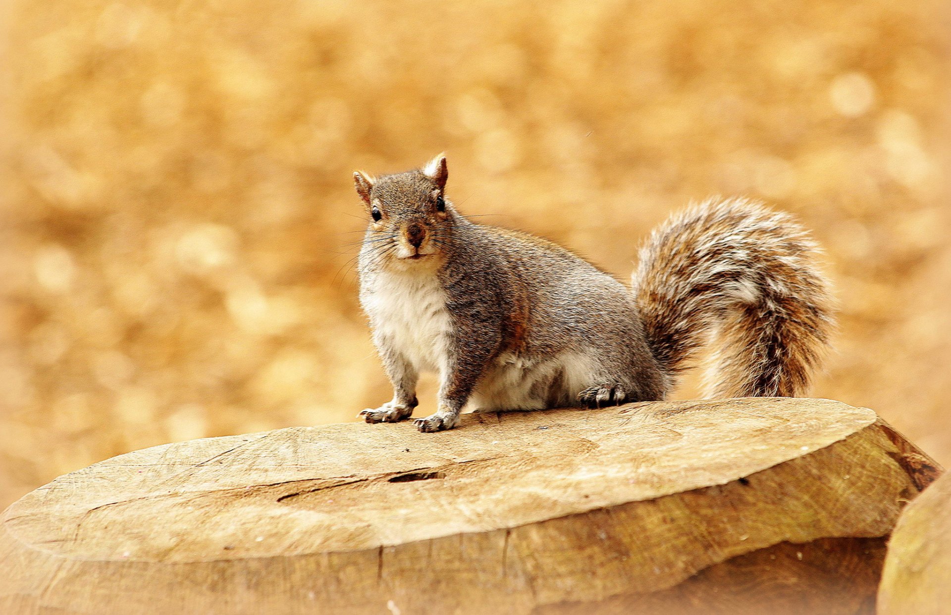 stumpf eichhörnchen grau hintergrund