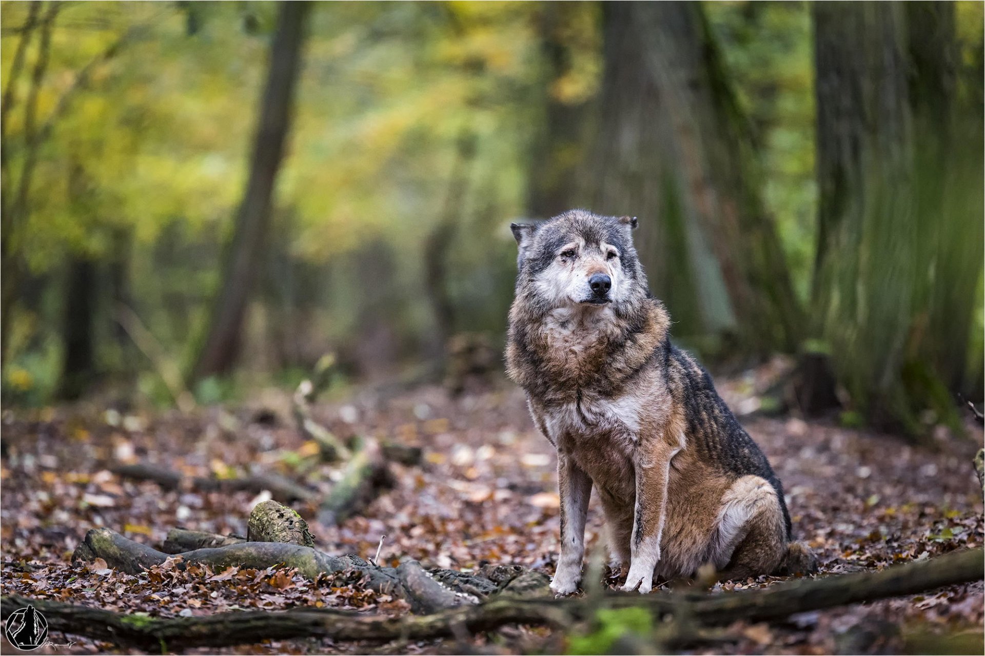 nature forest predator wolf animal