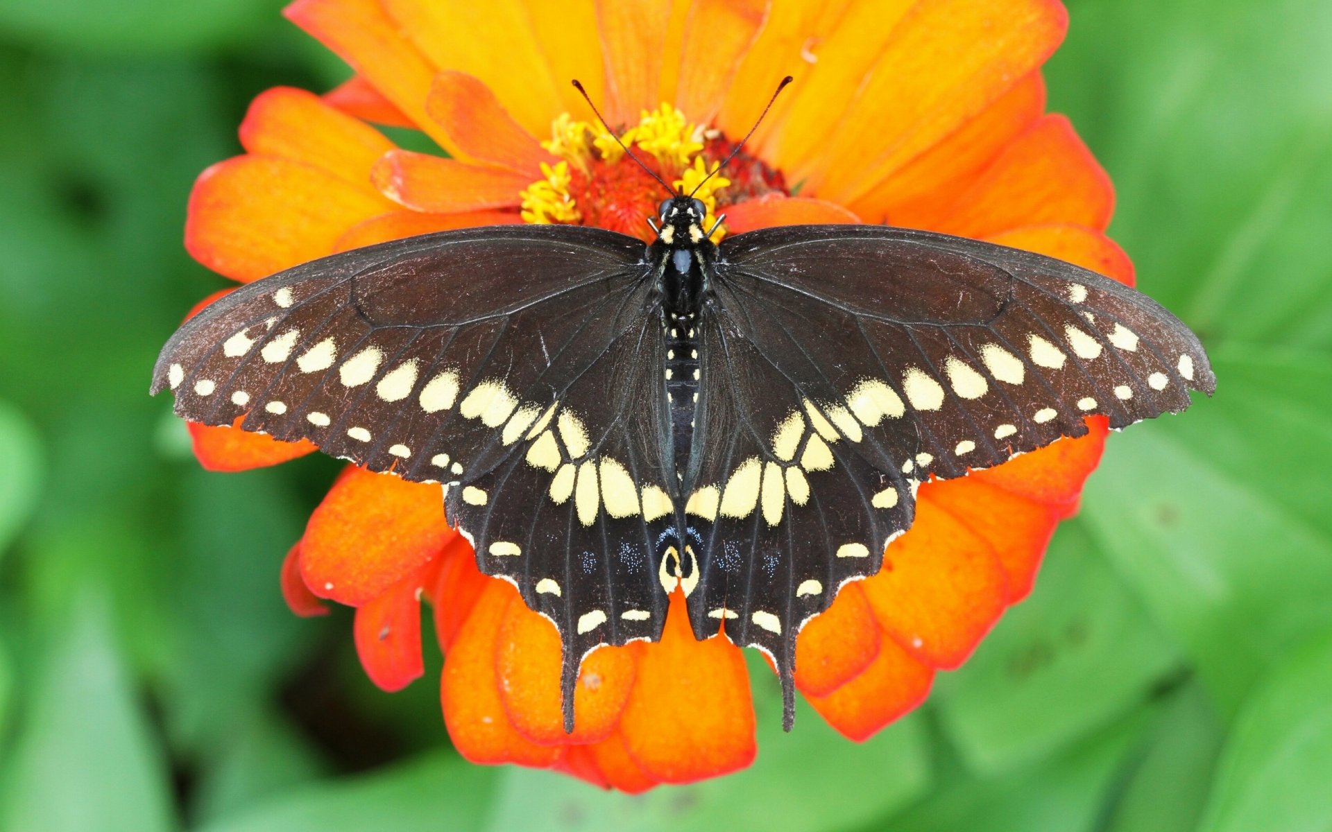 papillon voilier de polyxène fleur gros plan