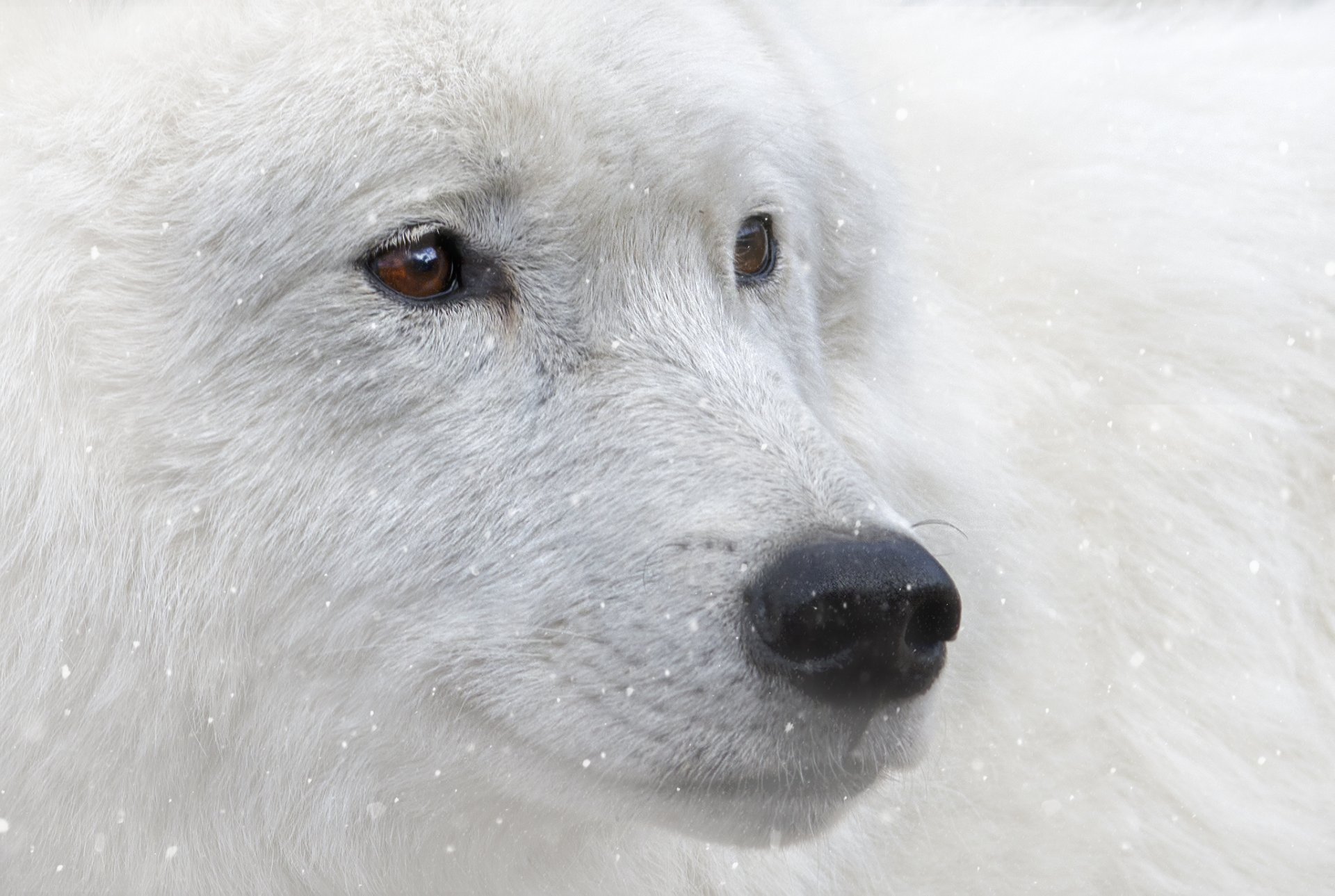 animals white wolf brown eyes view snow