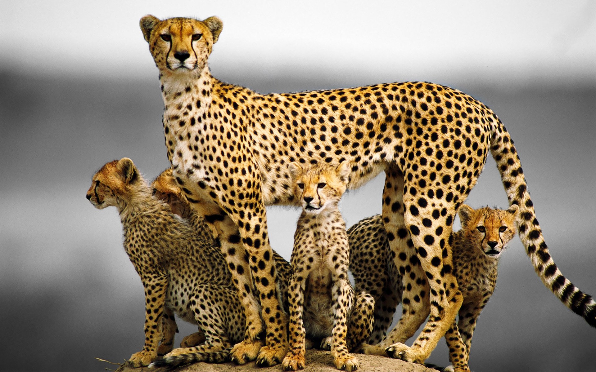 guépard chat famille chatons