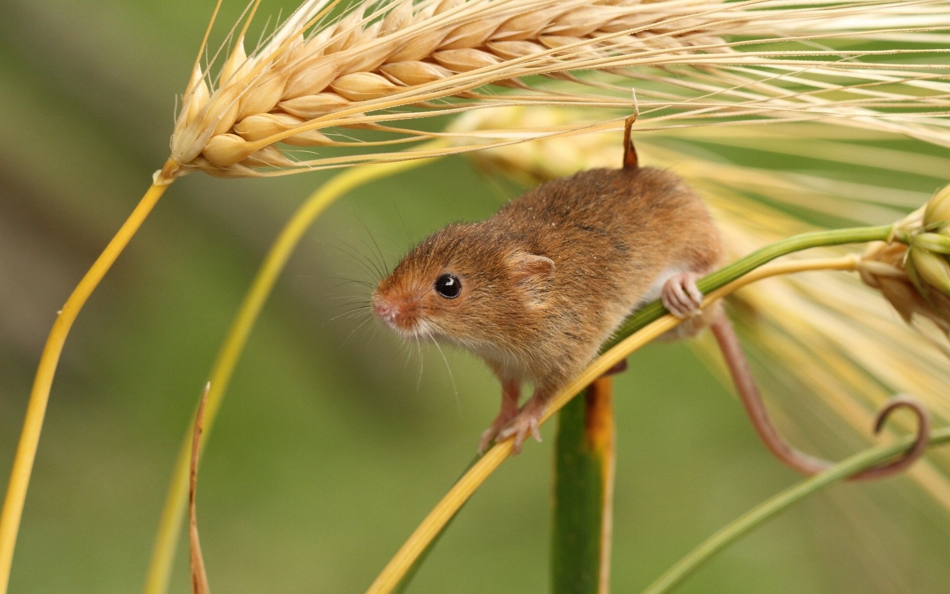 ratón-bebé espigas macro