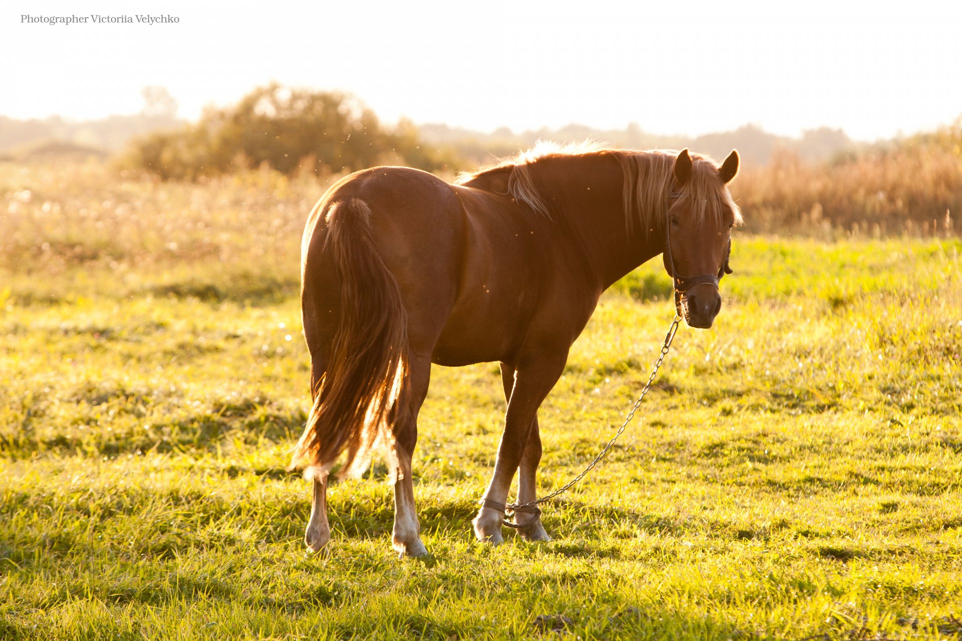 hourse cheval cheval été soleil coucher de soleil cheveux joliment humeur savon mousses jaune vert