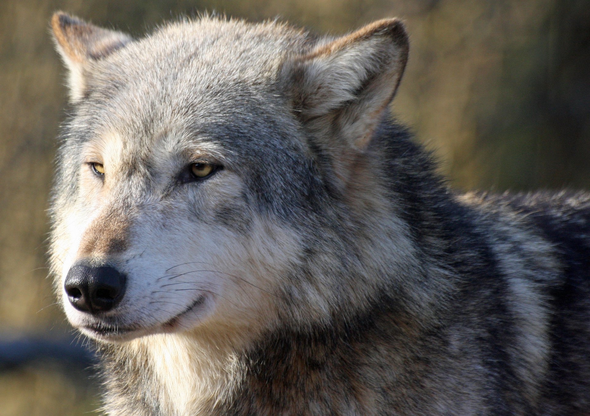 lupo muso sguardo predatore