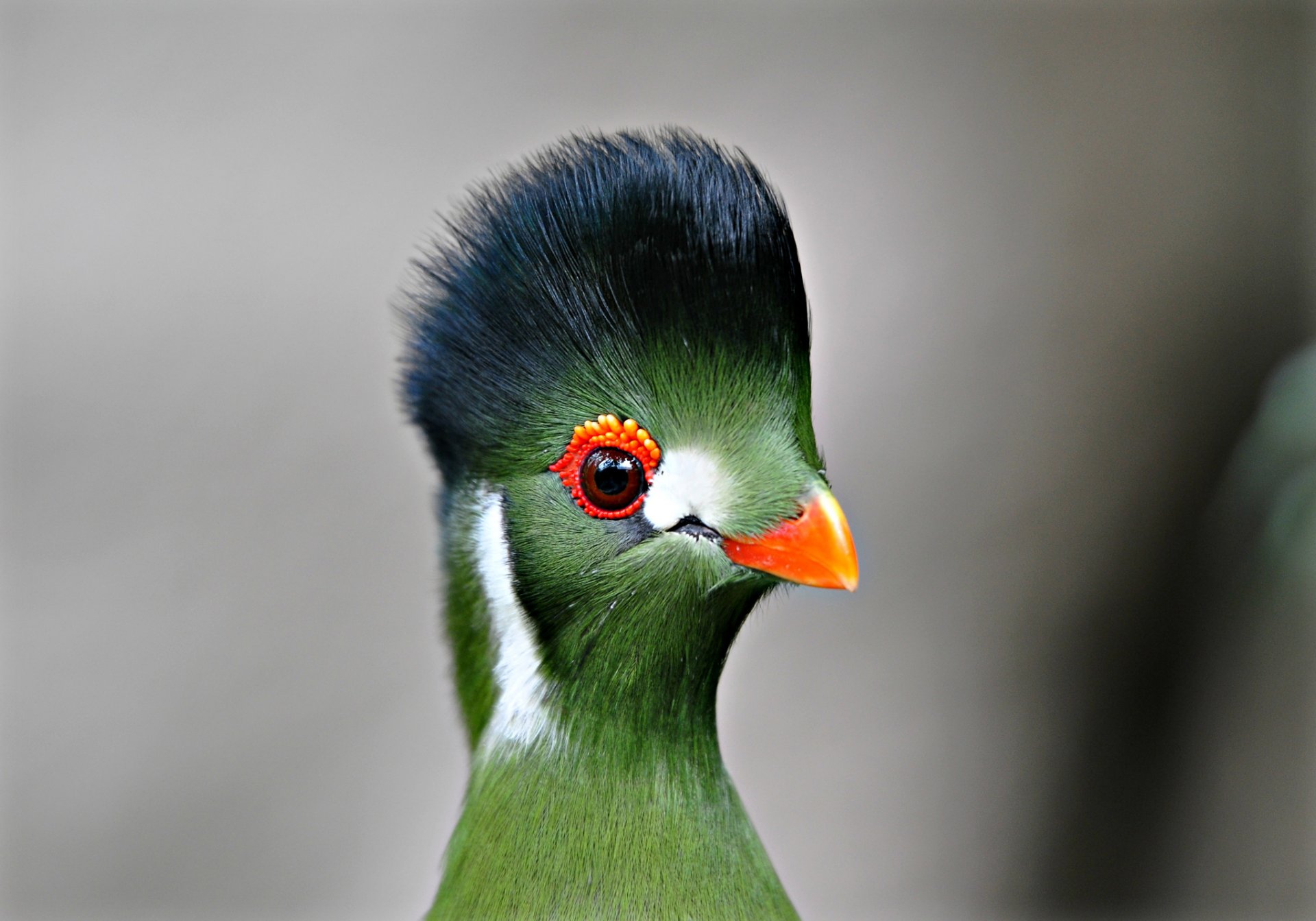 pájaro turaco pico plumas ojos