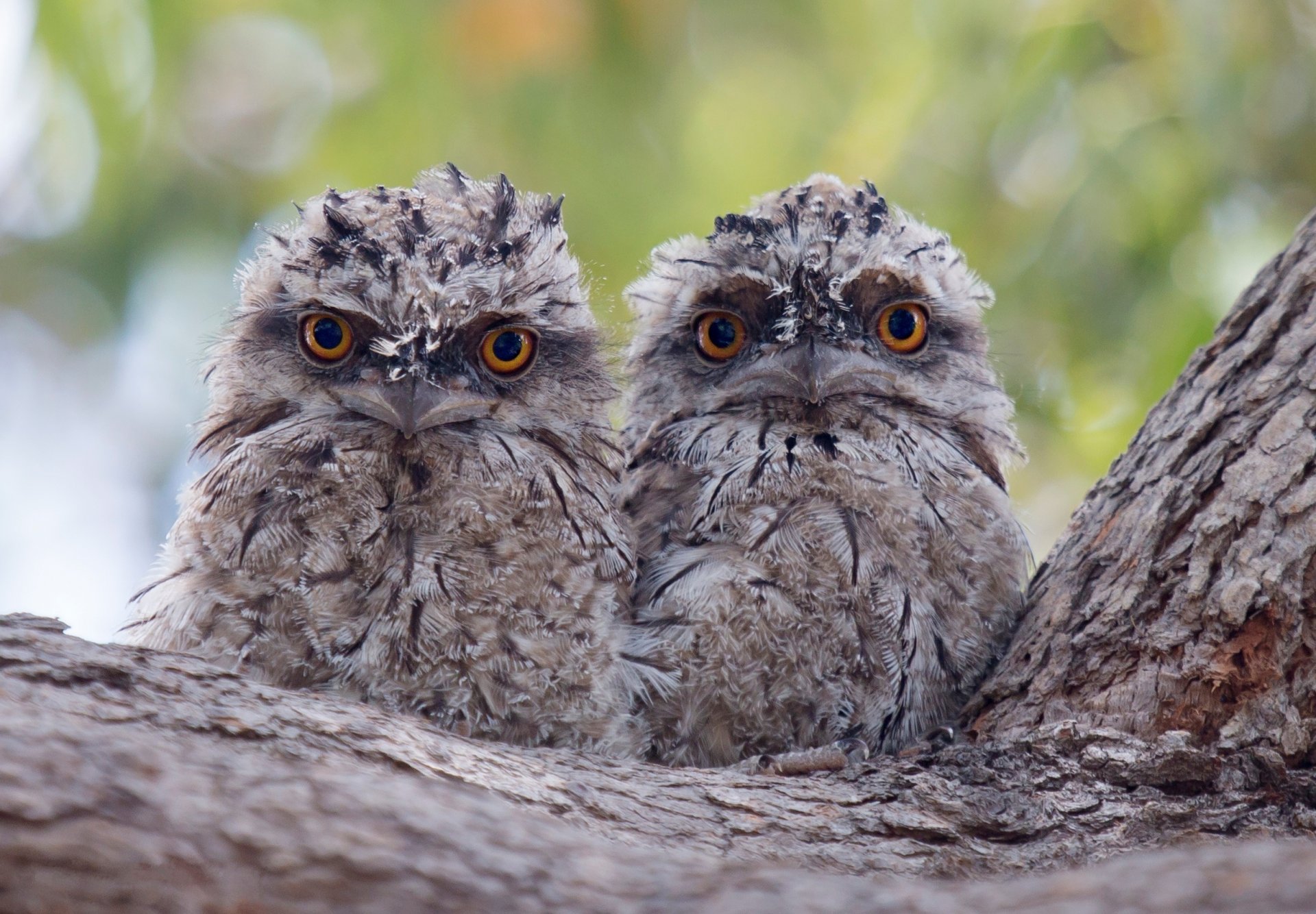 tree birds chicks two couple