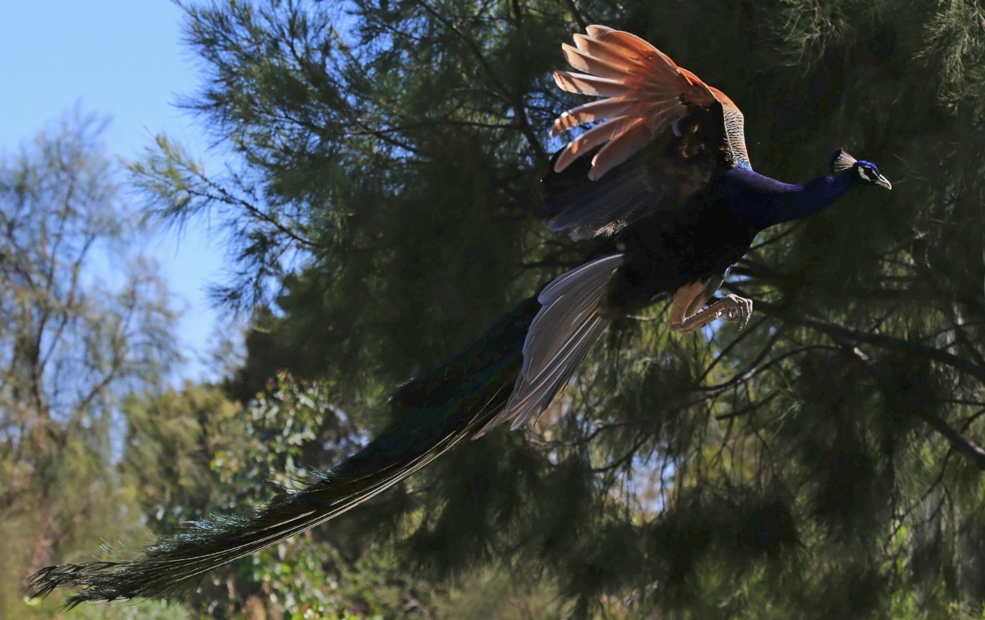 pájaro pavo real en vuelo