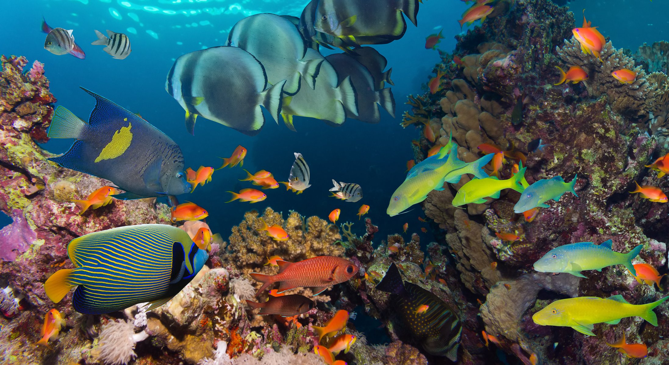 peces agua mar océano arrecife de coral bajo el agua