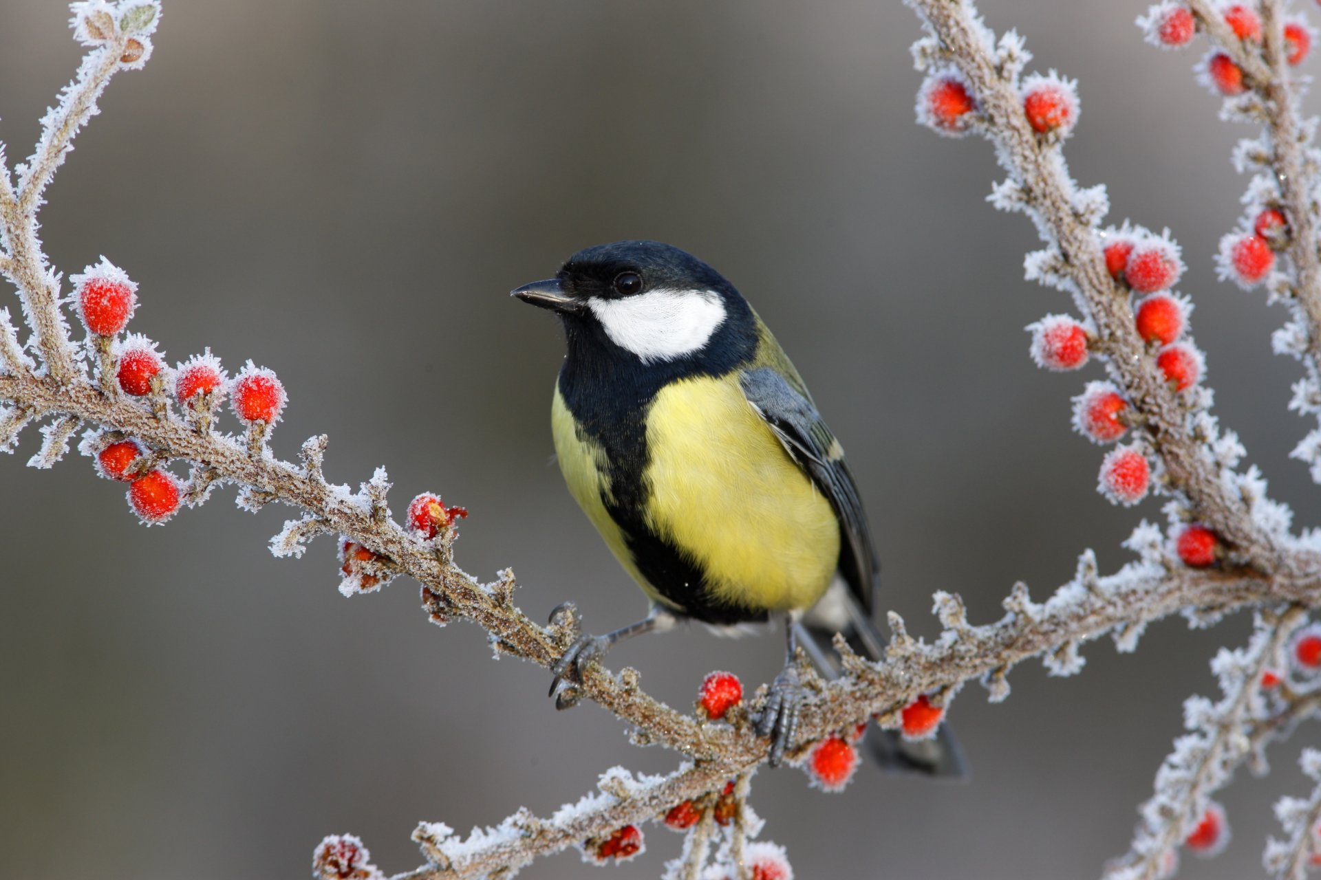 branches baies oiseau neige