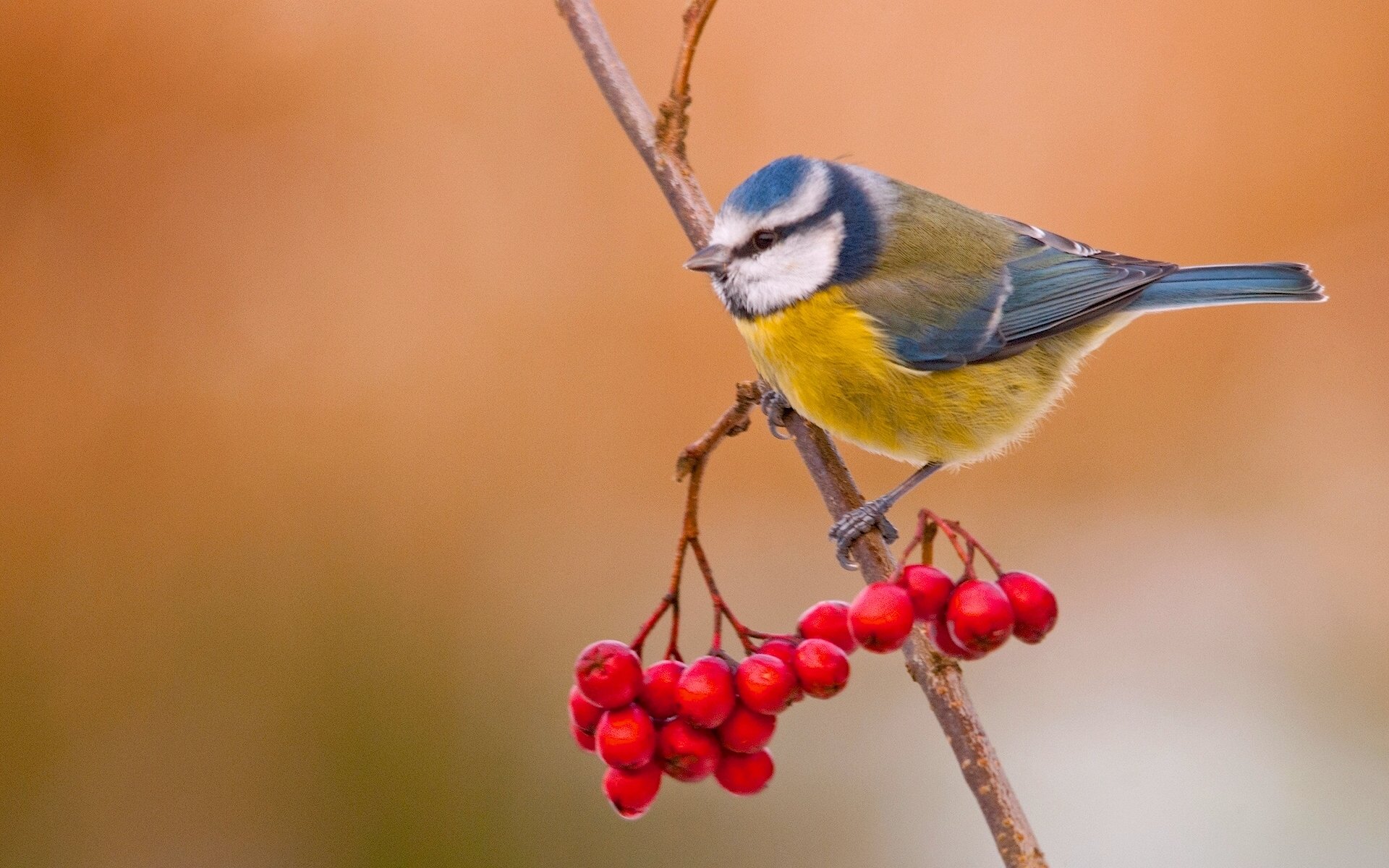 azurblaue vogel eberesche beeren zweig