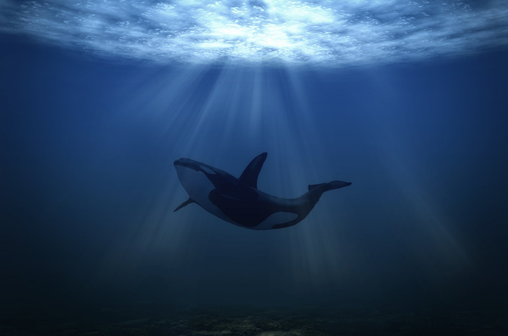 balena sott acqua mondo sottomarino mare orca luce volo acqua