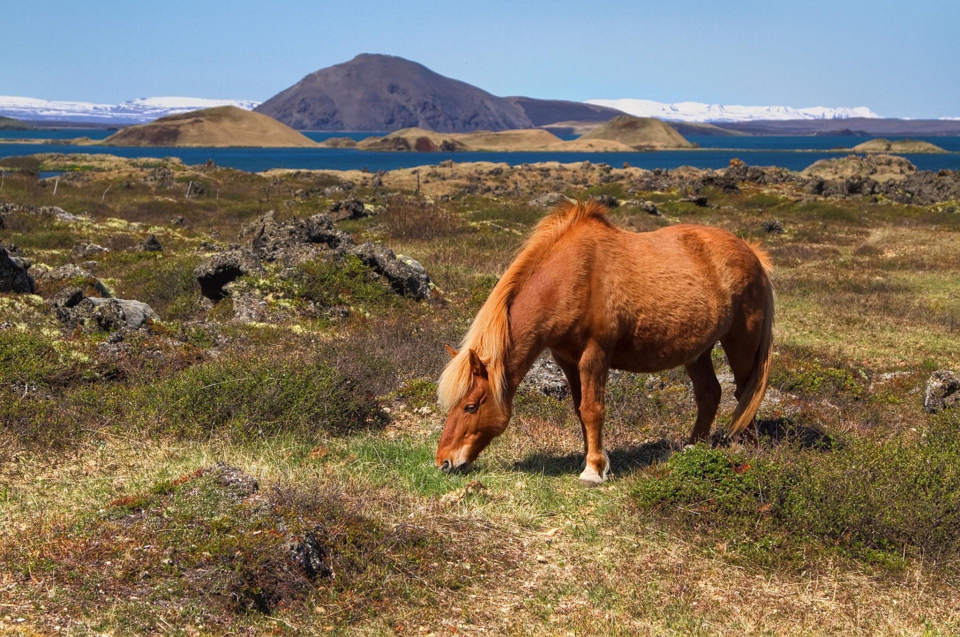 iceland mountain hills gulf pasture horse