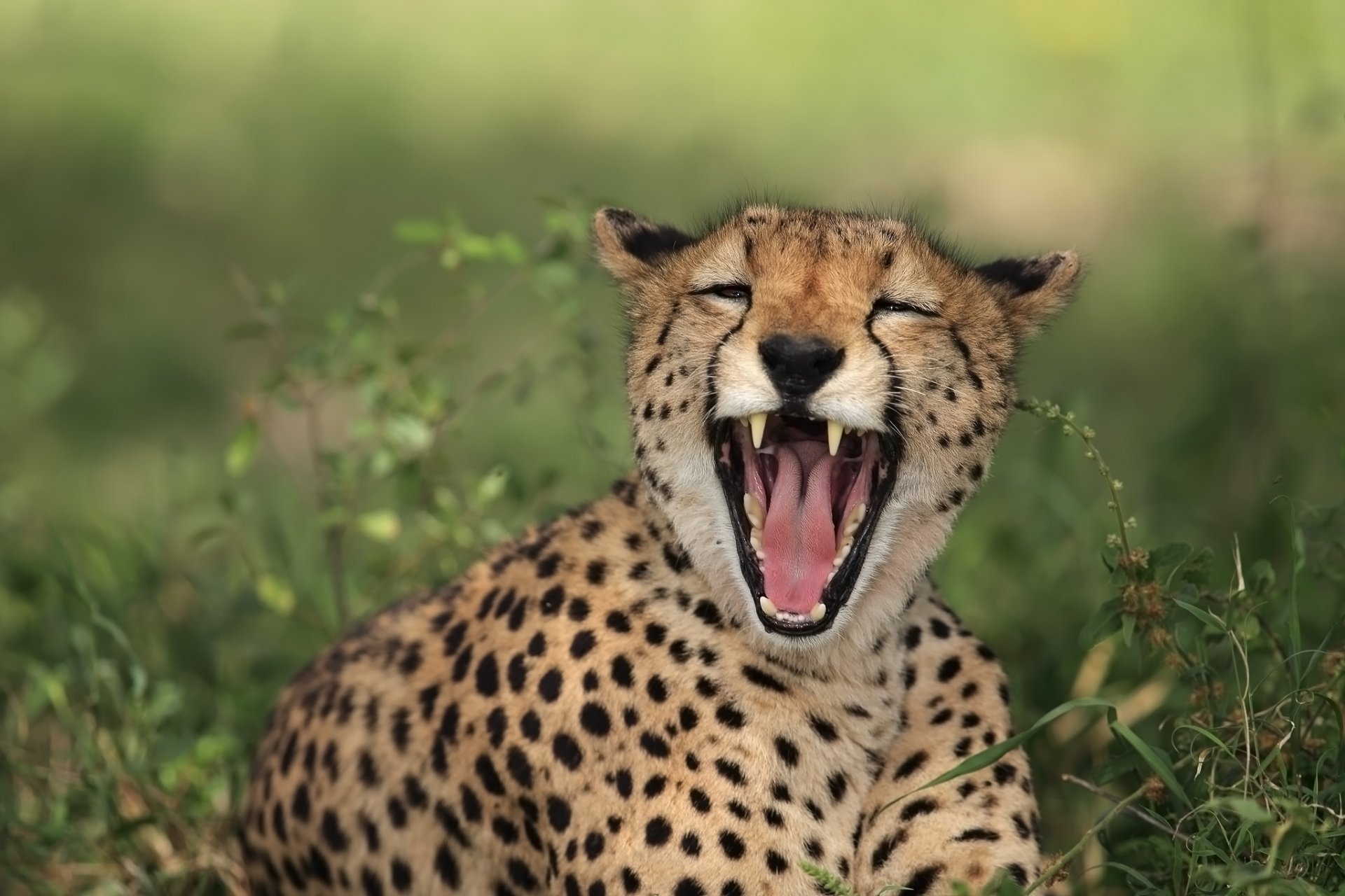 vegetation cheetah kitten fall