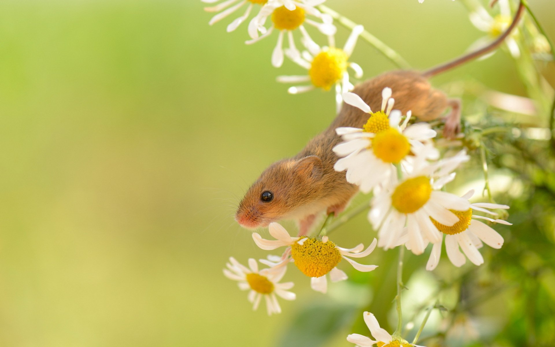 żniwa natura lato