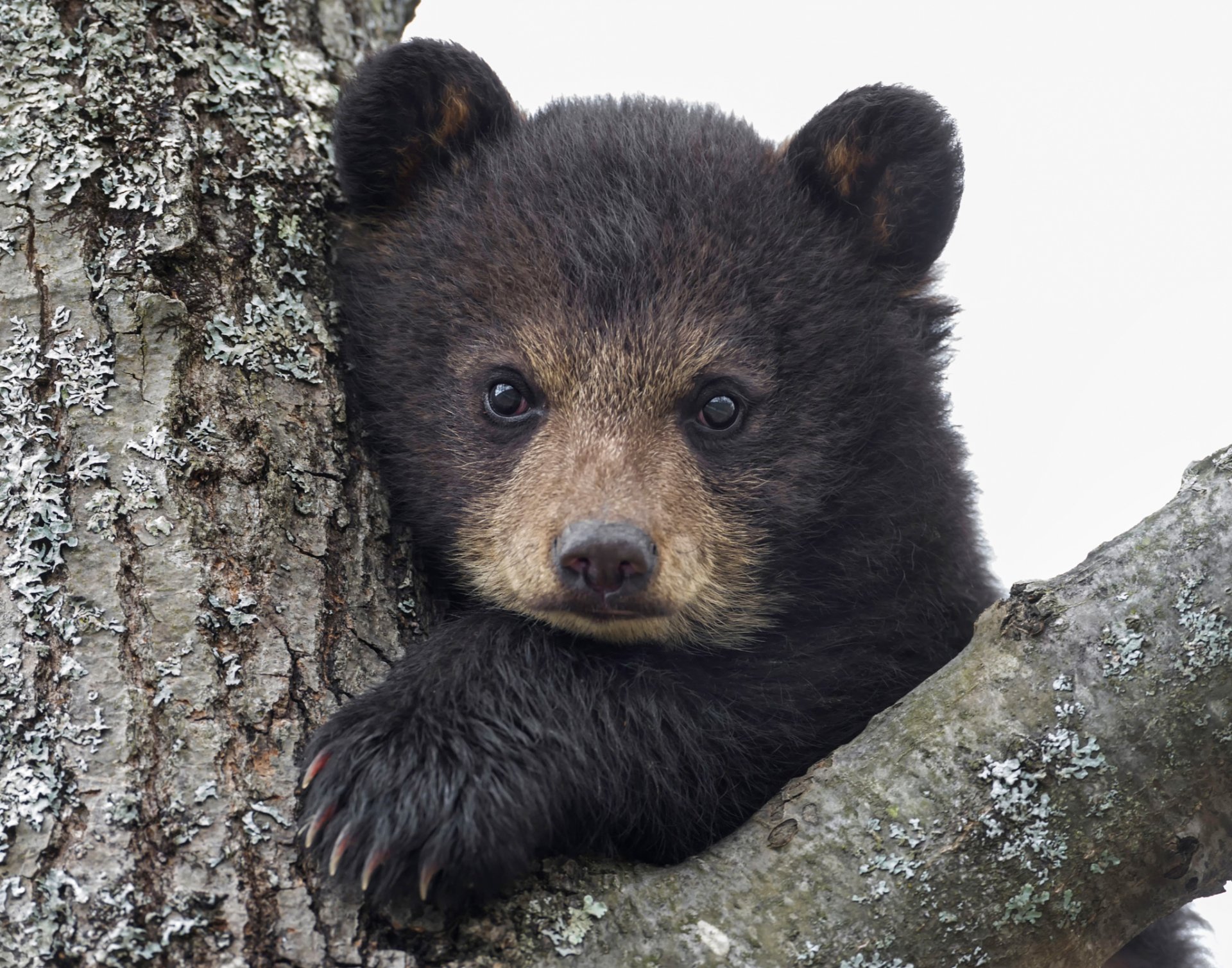 oso bebé mirada