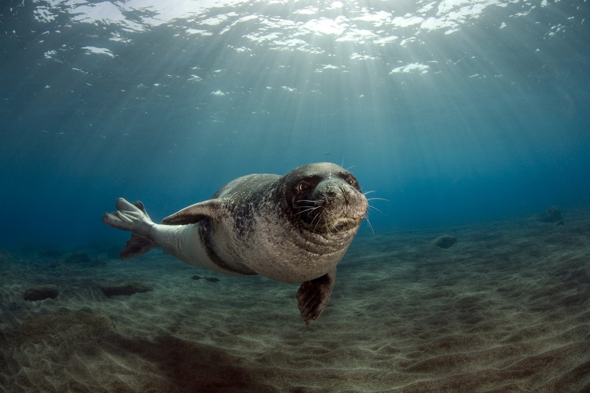 monk seal monachus monachus monk seal male scattering of sunlight in water sandy bottom coastal waters of the islands desertas ilyash- ilhas desertas desertas islands the archipelago of madeira madeira portugal on 26 july 2009