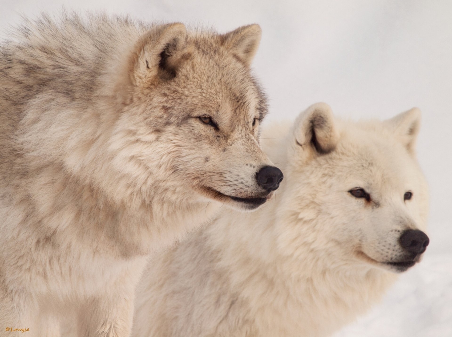 loups soigneurs prédateurs