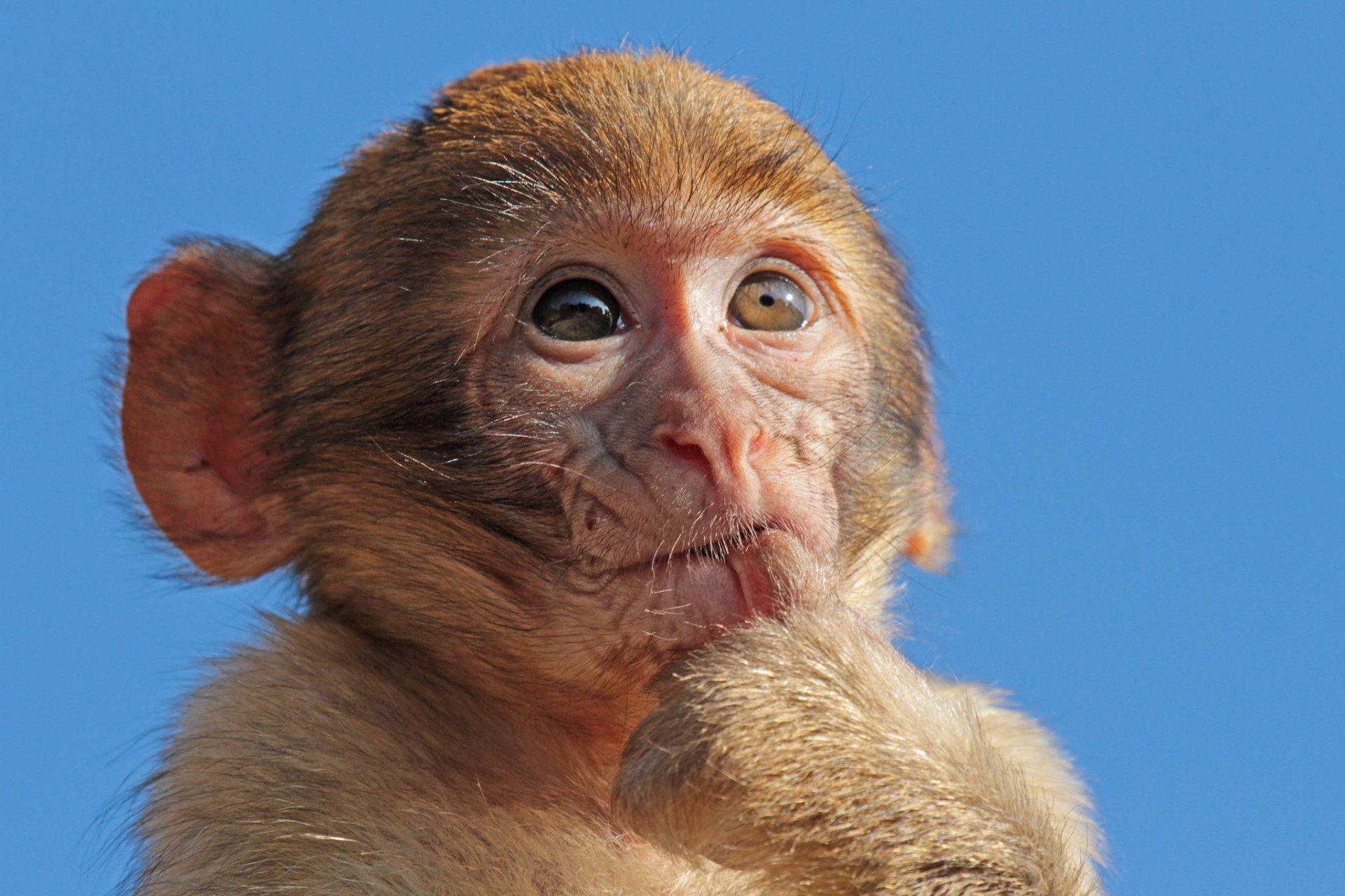 macaco mono pequeño cielo