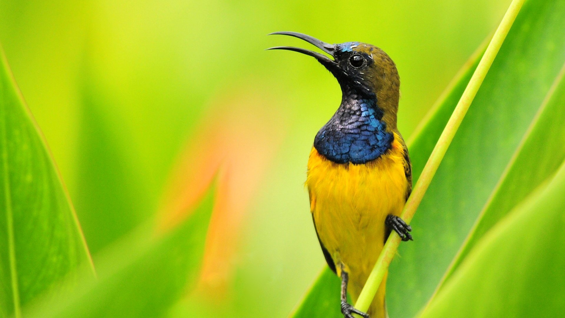 pájaro pico rama plumas color naturaleza