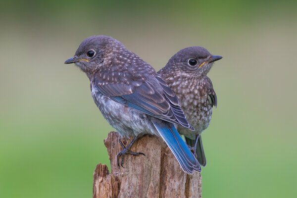 Two gray chicks on a branch