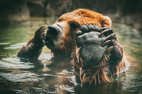 Brown bear swimming in the river