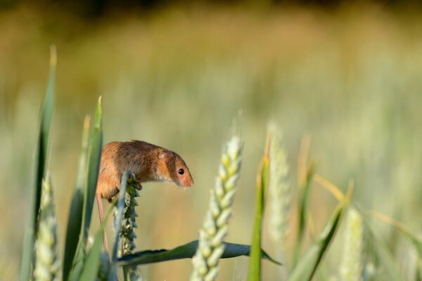 The mouse is sitting on a blade of grass