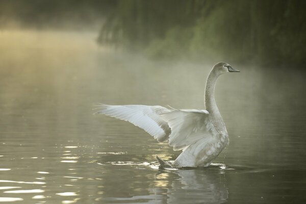 Beau cygne dans le matin d été