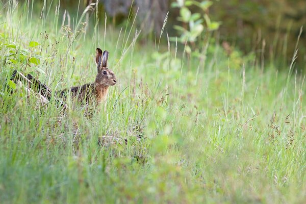 Lièvre caché dans l herbe épaisse