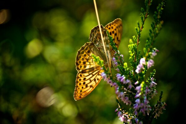 La mariposa se sentó en hermosas flores