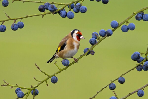 Vogel auf einem Ast mit blauen Beeren