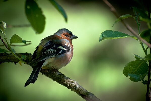 A finch sits on a branch among green foliage