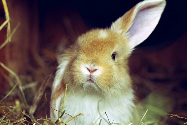 Lapin roux se cache dans l herbe