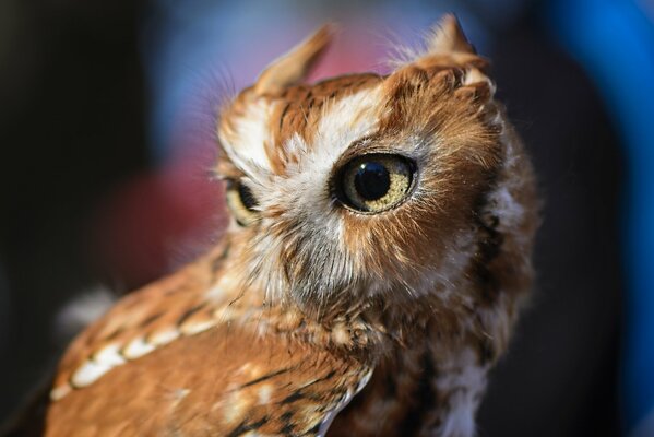 The owl has big eyes