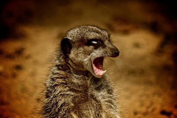 Méchant beau Suricate grogne