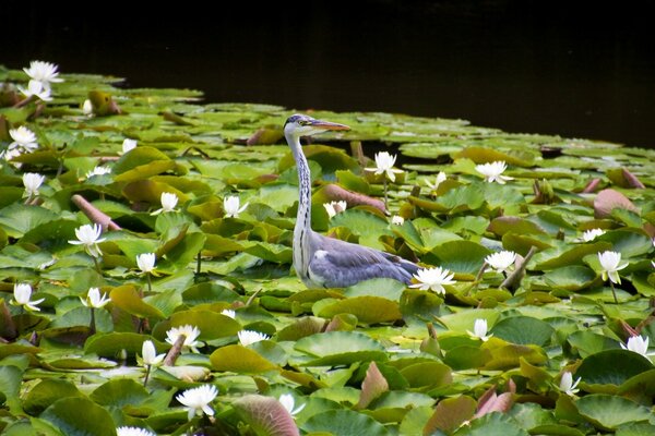 Heron in the sea of water lilies