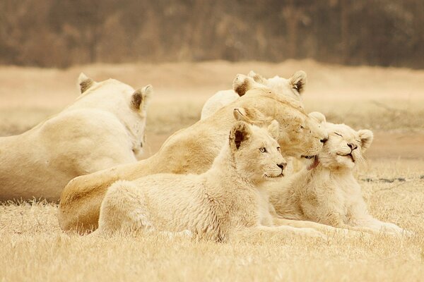 Troupeau de lions dans la nature