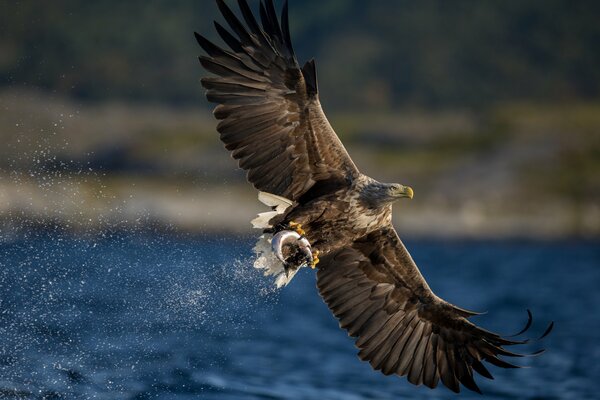 Falco fluttuante sull acqua