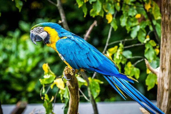 Papagei Ara Vogel Federn