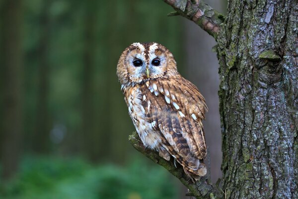 Gufo di uccello selvatico nella foresta