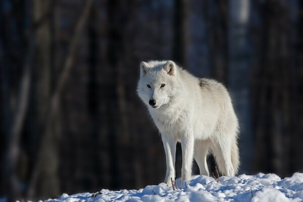 Lupo bianco solitario sullo sfondo di tronchi d albero scuri in una giornata di luce invernale