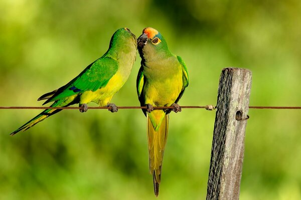 Los loros se besan. Loros verdes en la cerca