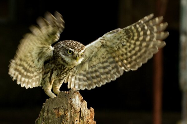 Owl bird sitting on a stump, with wings spread