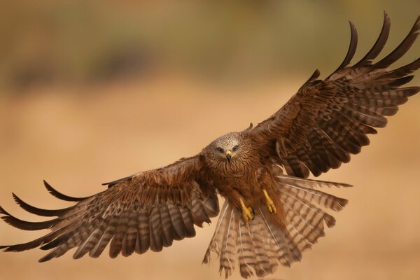 Aquila carnivora in proeta