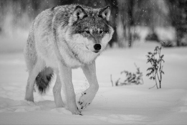 Loup solitaire dans la forêt d hiver