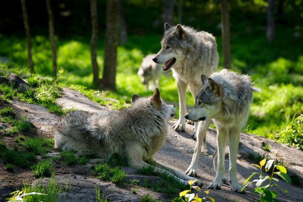 A pack of wolves is resting on a boulder