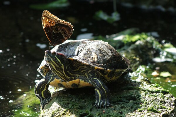 Ein Schmetterling, der auf einer rothäutigen Schildkröte hockt