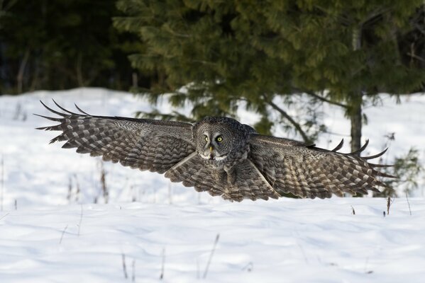 Hibou a ouvert ses ailes largement